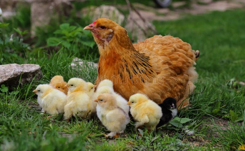 hen-chickens-village-yard-chickens-grass-village-against-sun-photo-poultry-organic-farm-agricultu-247651636.jpg