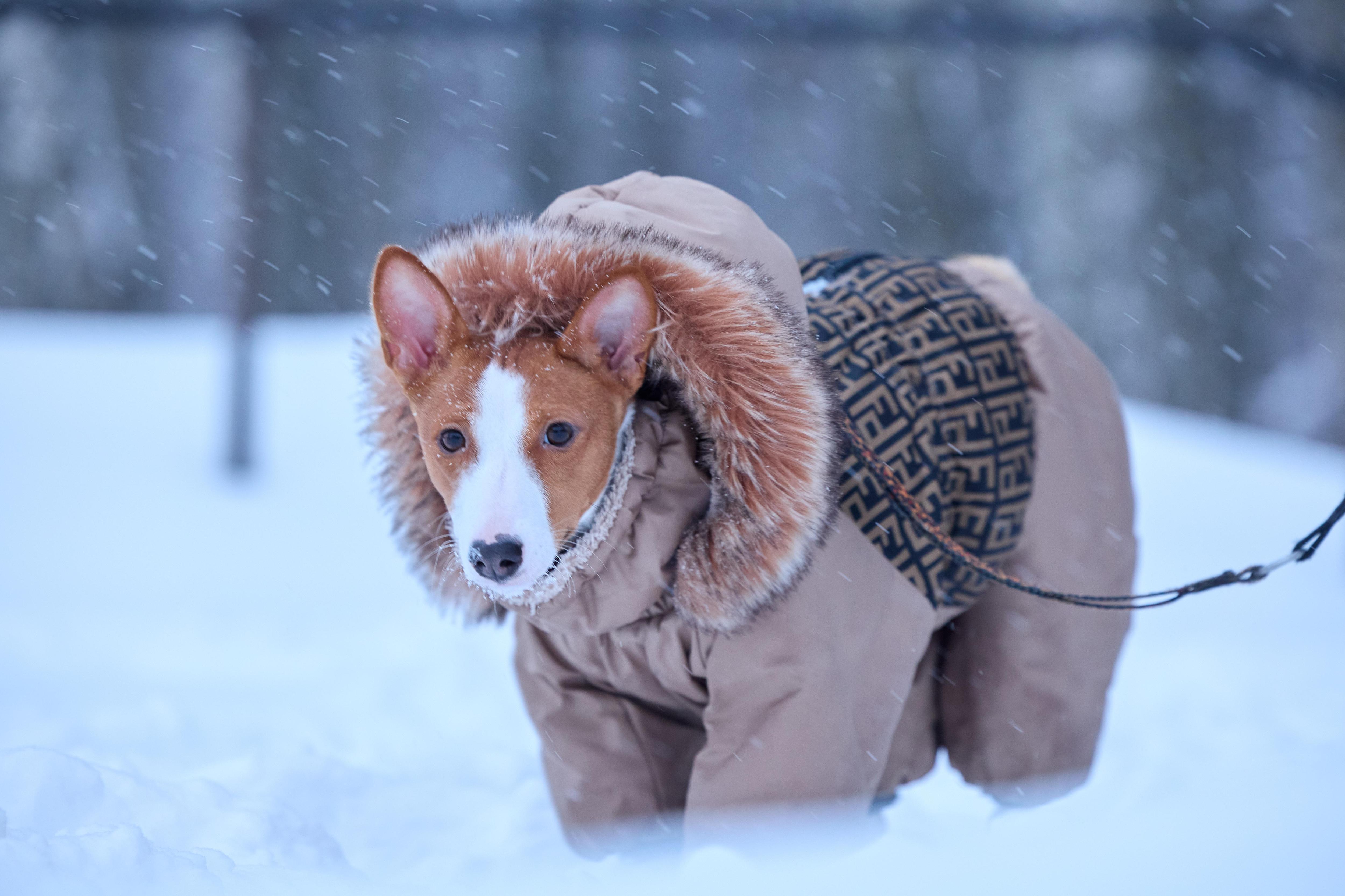 Сенатор Гибатдинов предлагает увеличить штраф за жестокость к животным до миллиона рублей