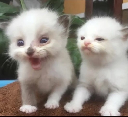 lTUGBnggwYn5PBvCFs2JyBEsjcIL61jLrtORaGq04a7XAPssoIisNtB0cwBypbHXnvmhEfwM2nVLD1Uq9Mnu67At - копия.jpg