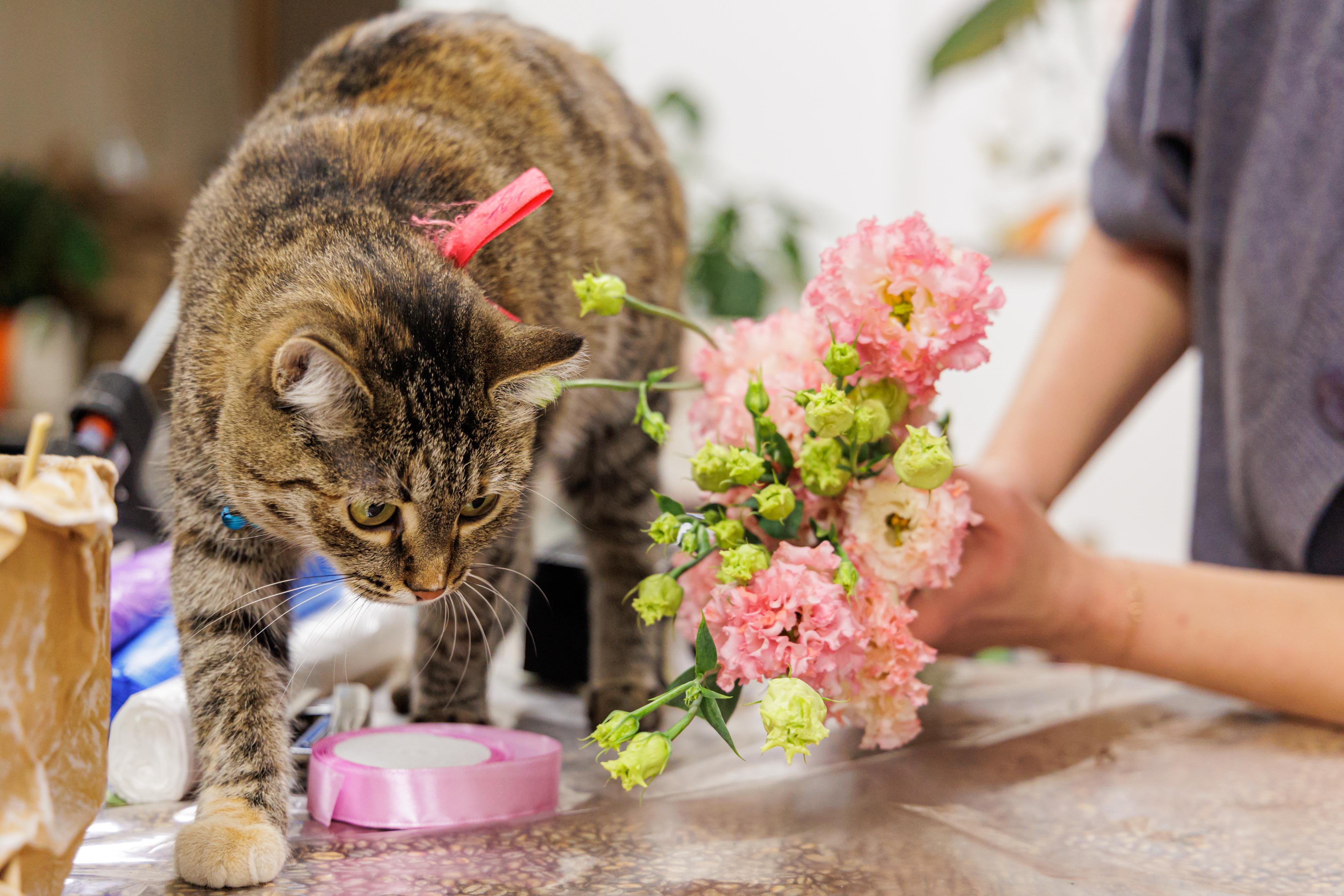 Ветеринар предупреждает: комнатные растения угрожают здоровью кошек