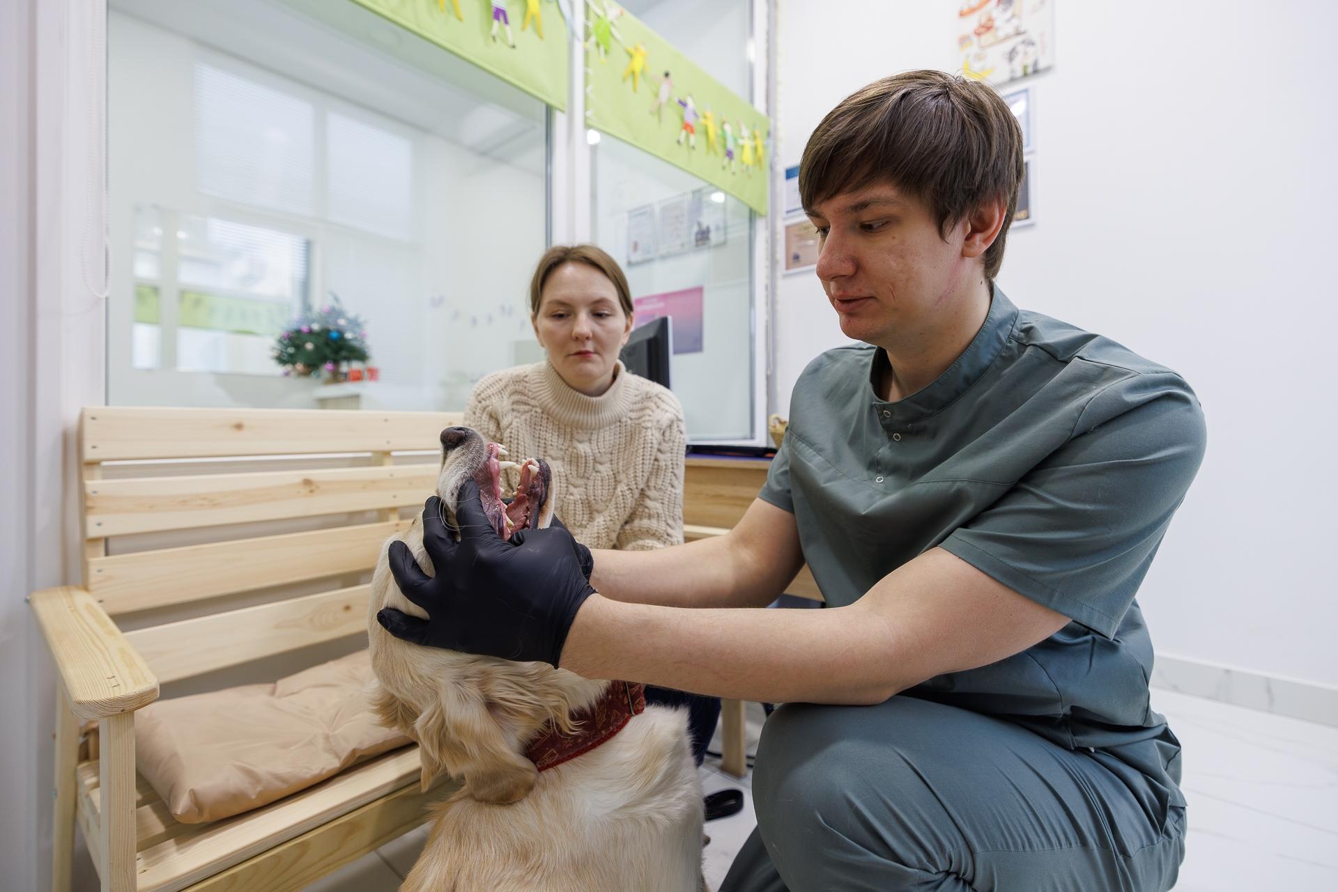 Ветеринарная стоматология: почему зубы животных требуют профессионального внимания