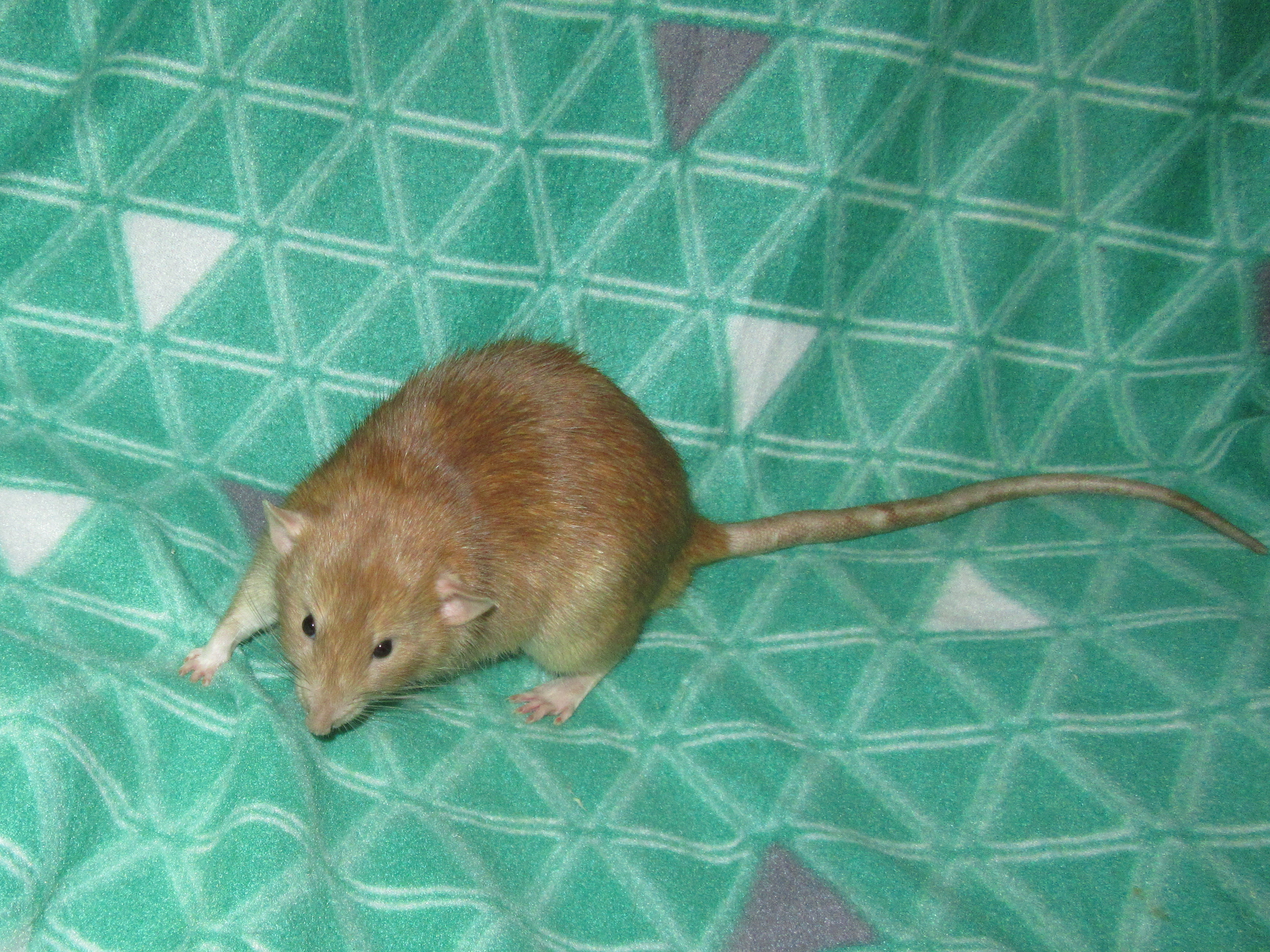 J4 Юрчик 03.jpg