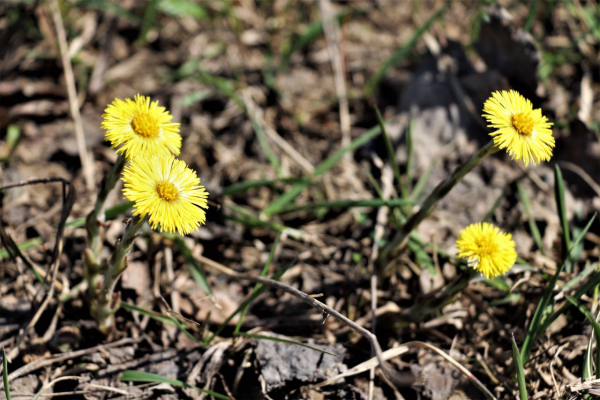 В Пермском крае к субботе потеплеет до +18 градусов