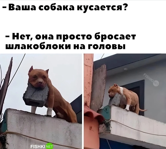 Скриншот 10-03-2026 011115.jpg