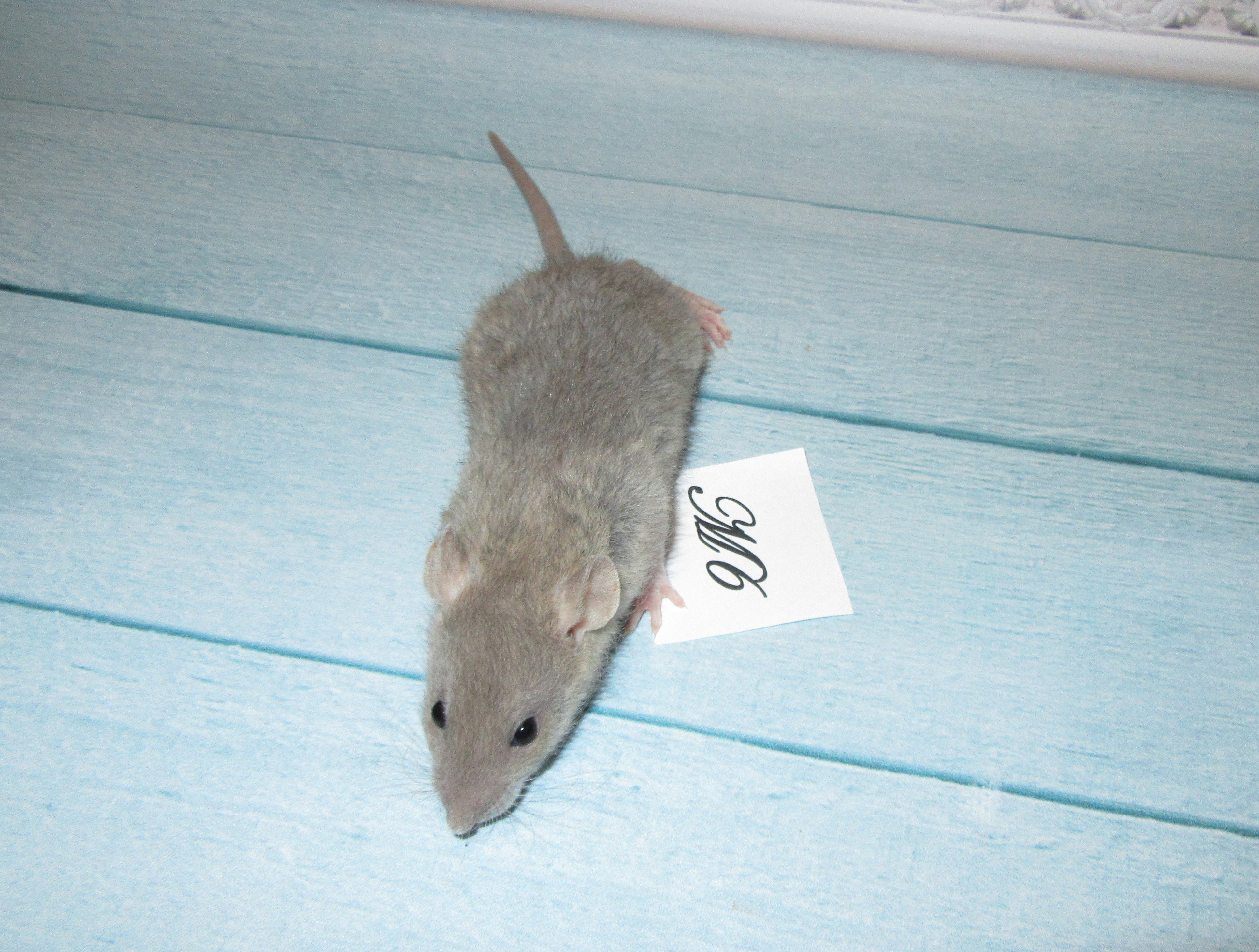 RS N4 M6 21.jpg