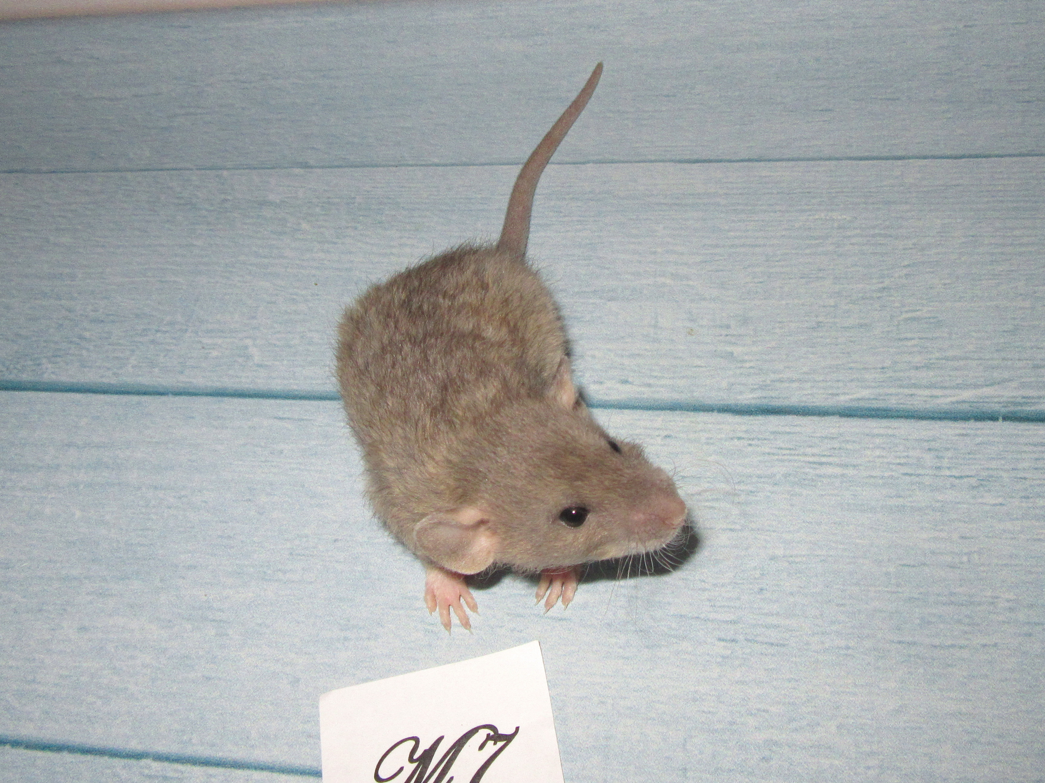 RS N4 M7 22.jpg