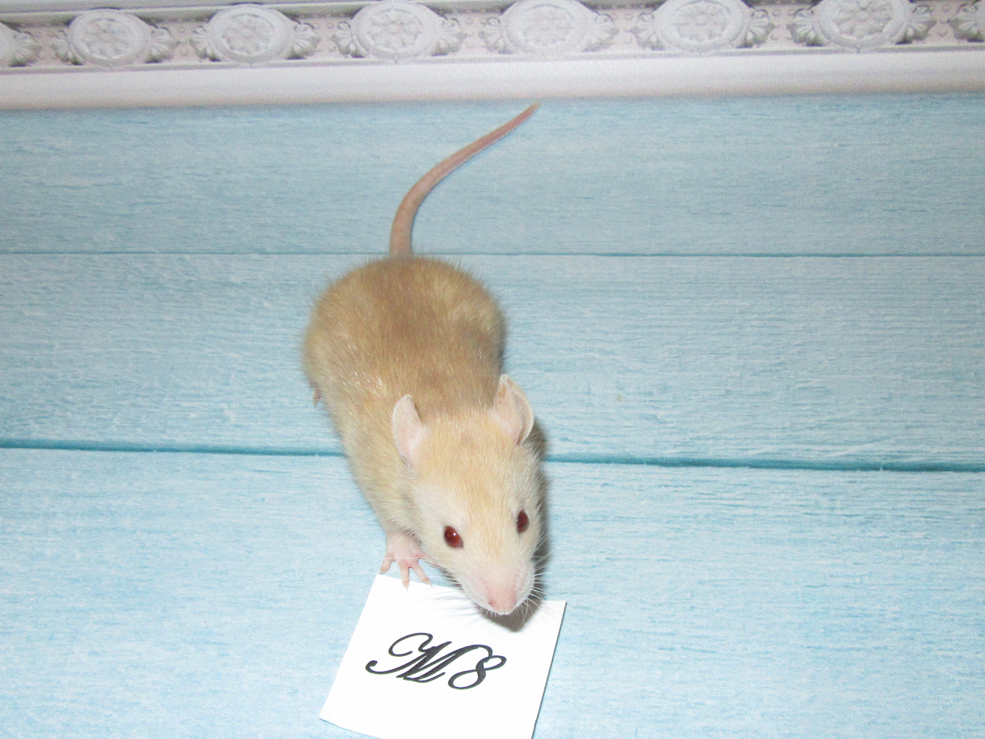 RS N4 M8 23.jpg