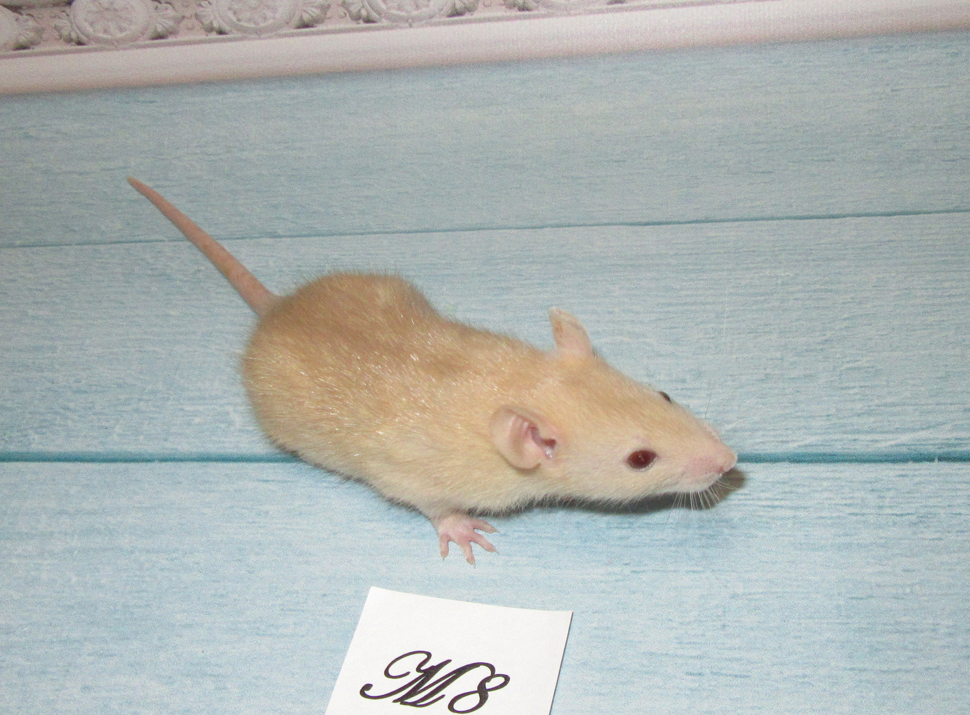 RS N4 M8 21.jpg