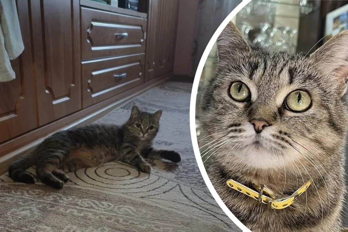 В Перми кошка Фрося из снесенного дома нашла семью и помогла пристроить вторую кошку