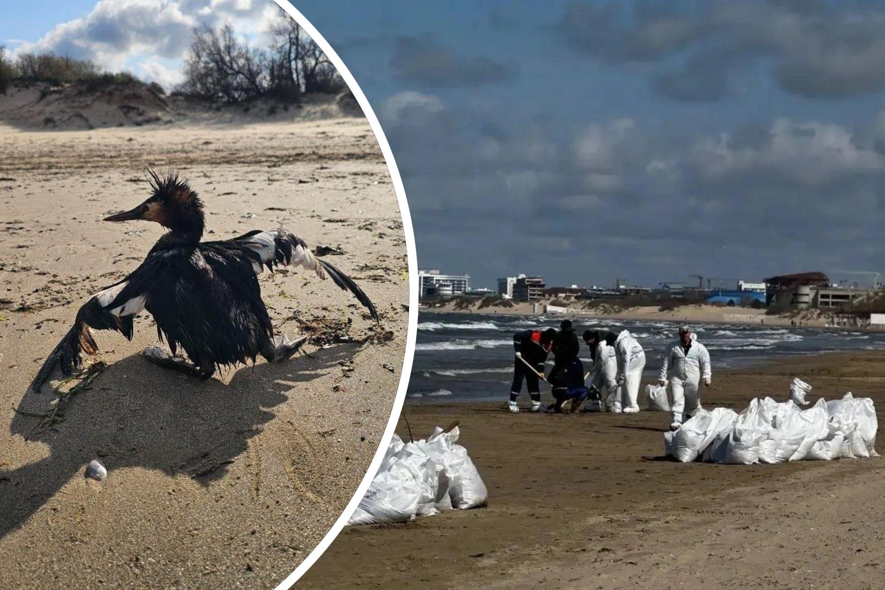 В Анапе произошел масштабный разлив мазута: под угрозой курортный сезон 2026 года