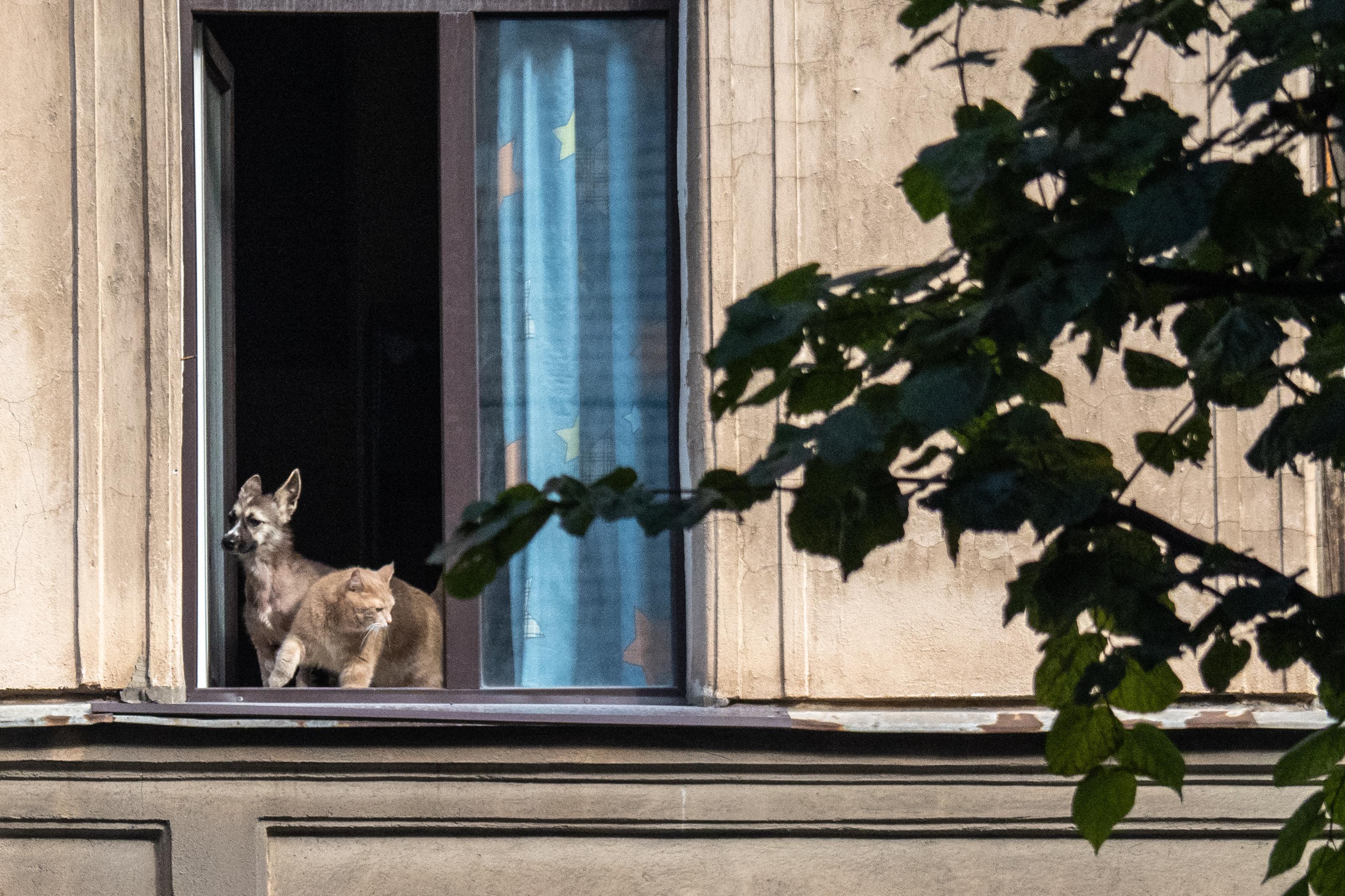 Опасные комнатные растения для домашних питомцев: что нужно знать
