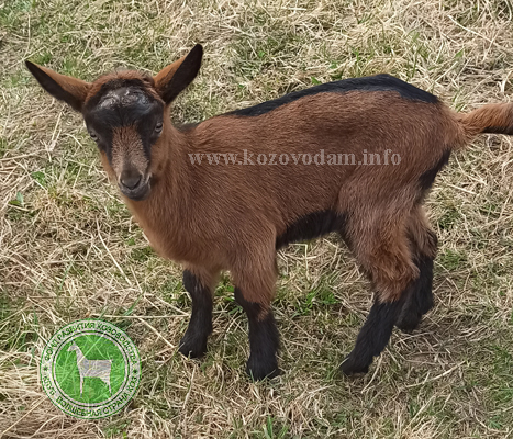 Фасоль 1 Kva goats.jpg
