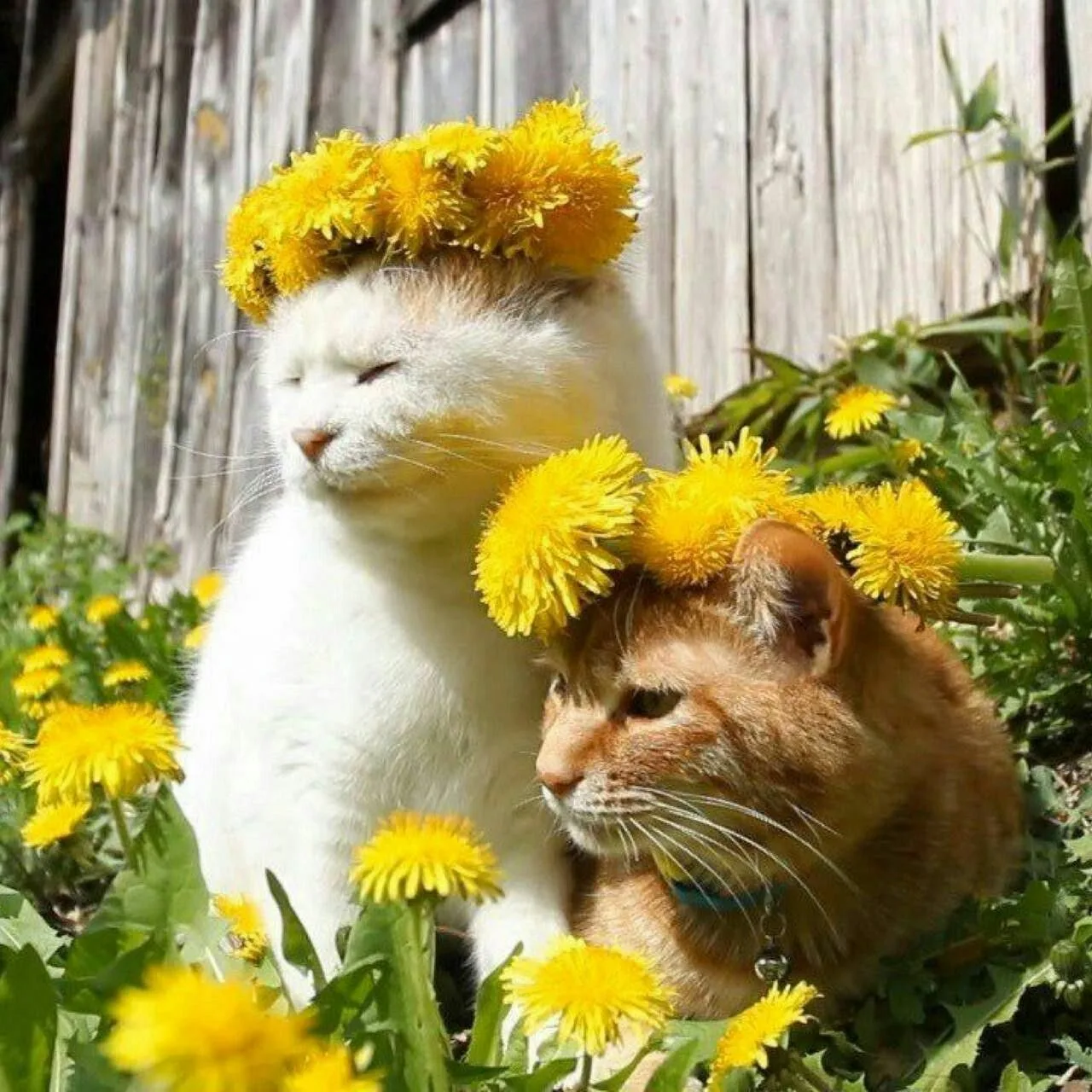 https://i2.imageban.ru/out/2026/05/13/8197367292bc16a274e71d527c5c374a.webp