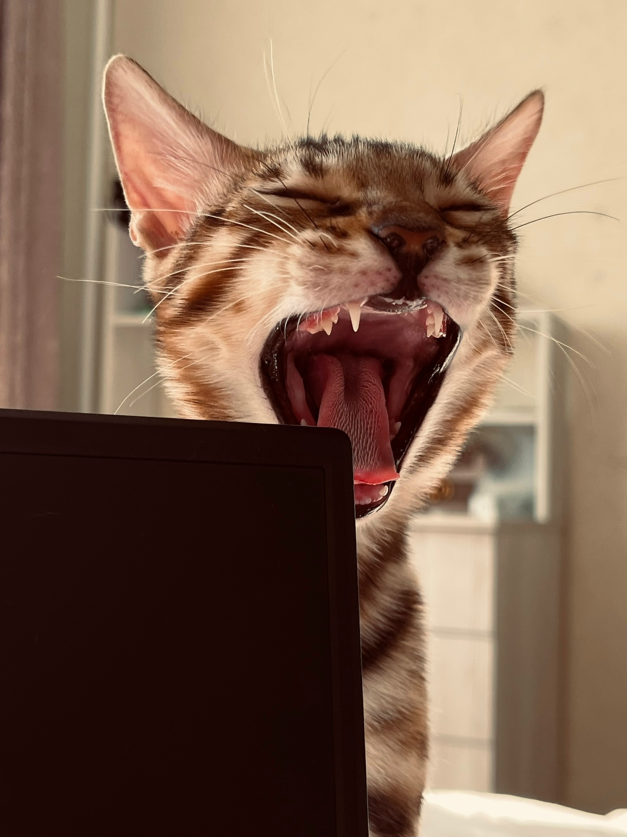 kC_gRxAADJw-PGsQNWxDhLJD9mYUsDoeWfbqYV2wXvX6IpYoVes3XWbN9A4OBJxUCKWvIFXig4O6q4fKGGQXD-FK.jpg