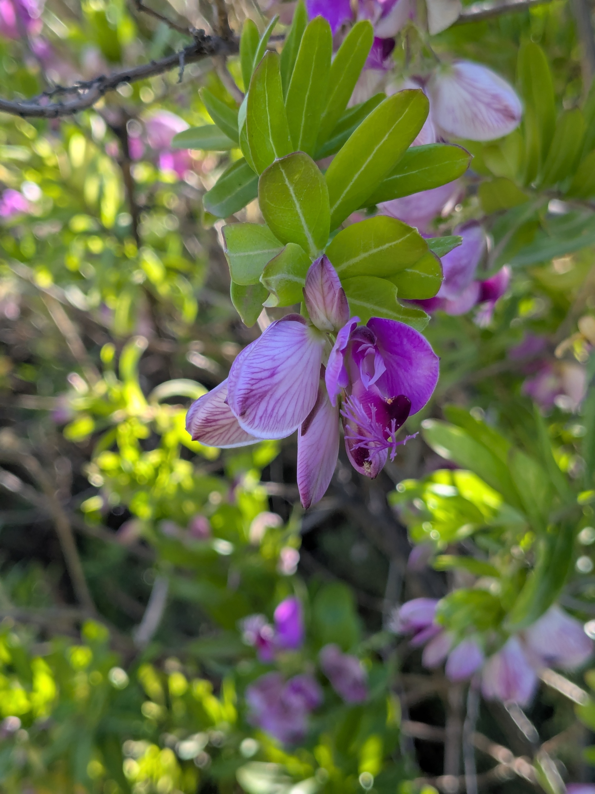 Polygala myrtifolia_20260422_045624515.jpg