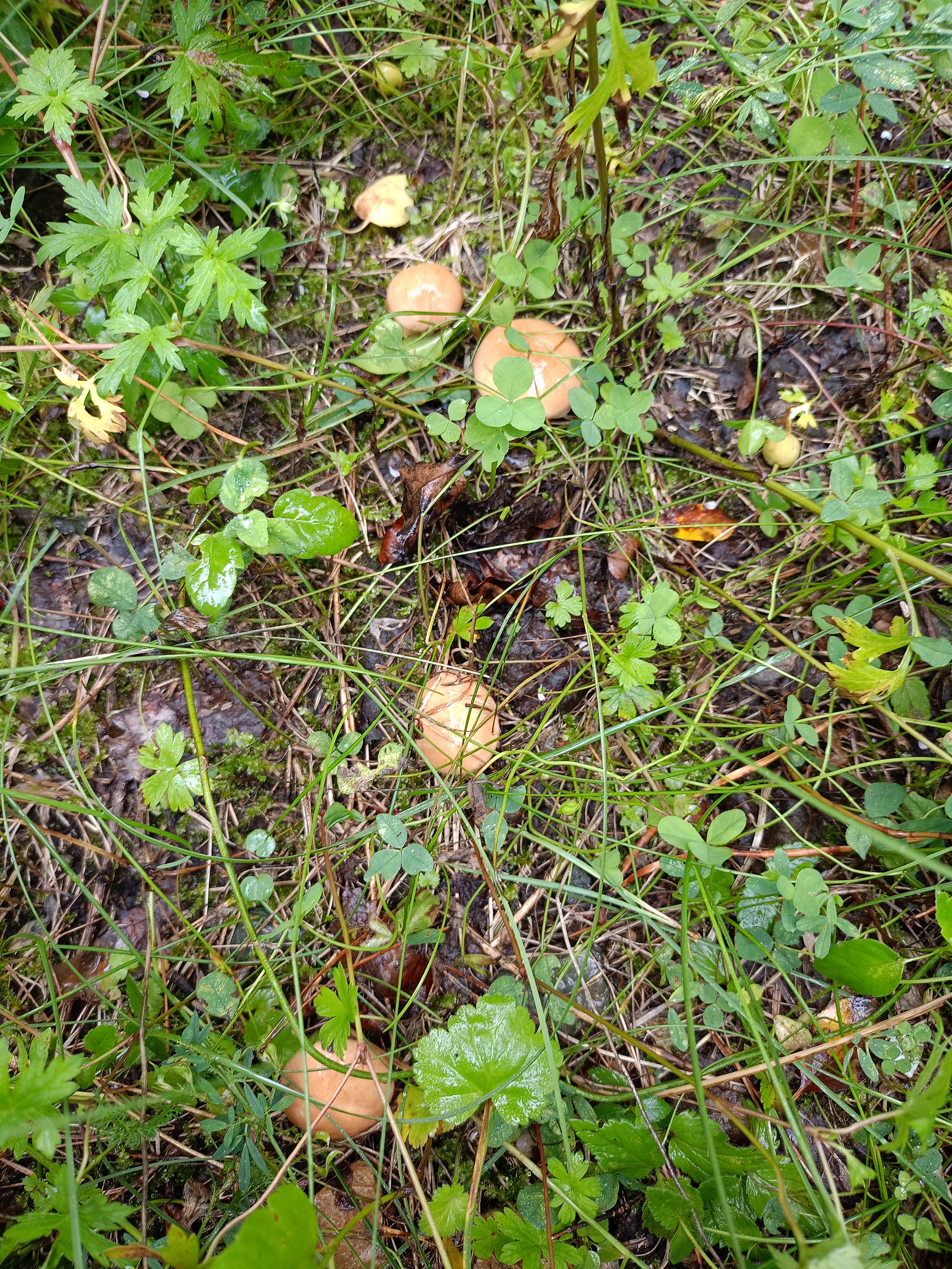 IMG20260728100123.jpg