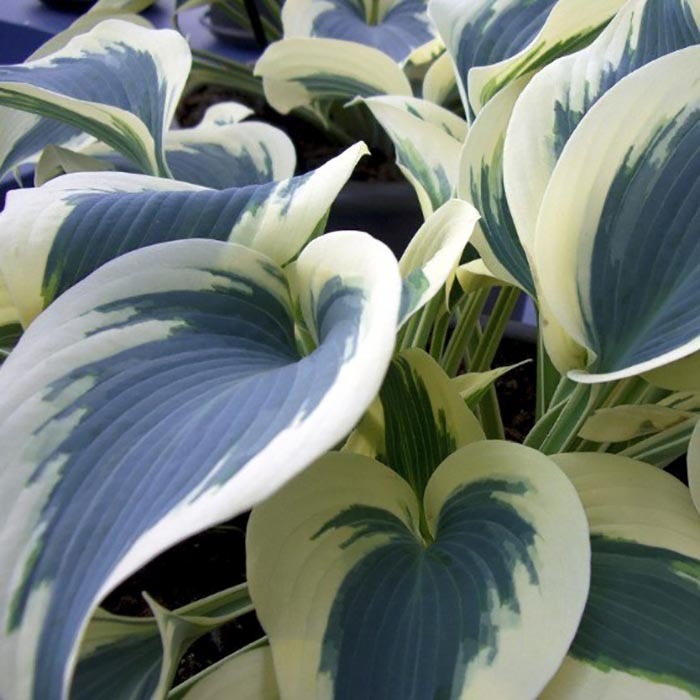 Хоста Blue Ivory р9/ОКС
