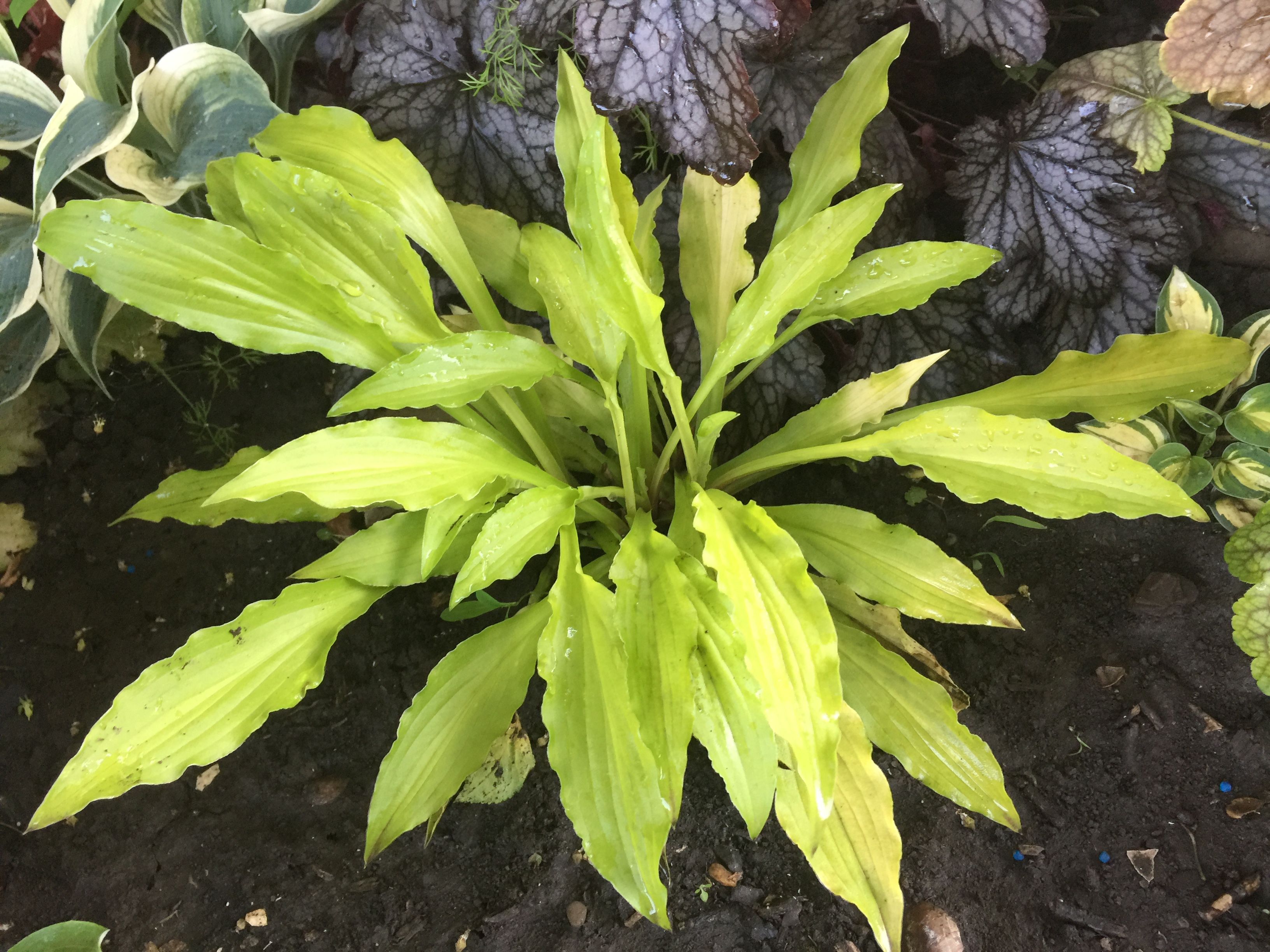 Хоста Bella Citronella р9/ОКС