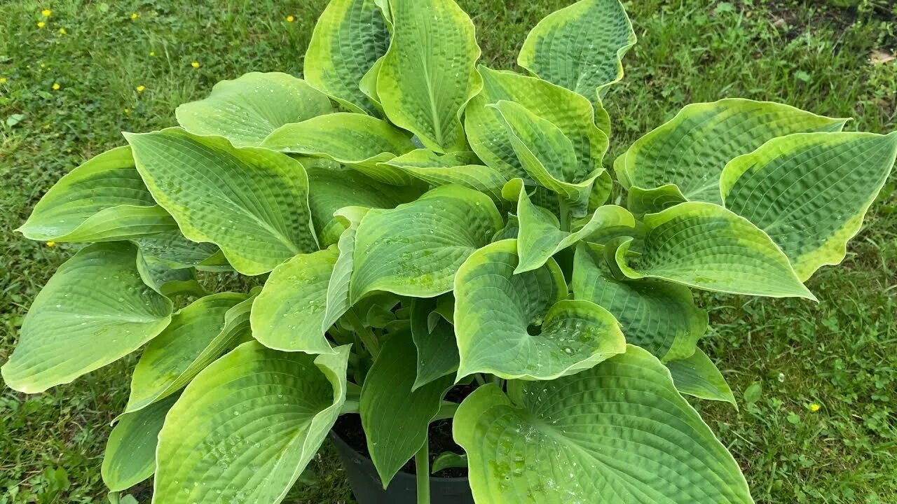Хоста Climax р9/ОКС
