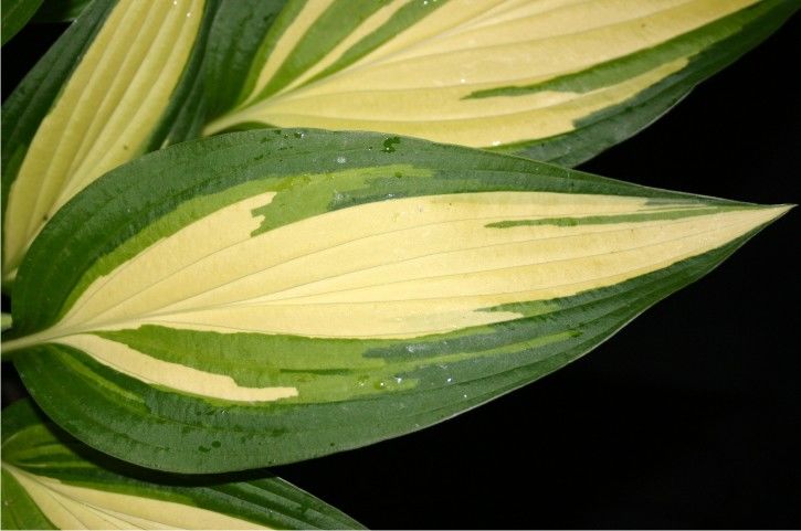 Хоста Glamour р9/ОКС