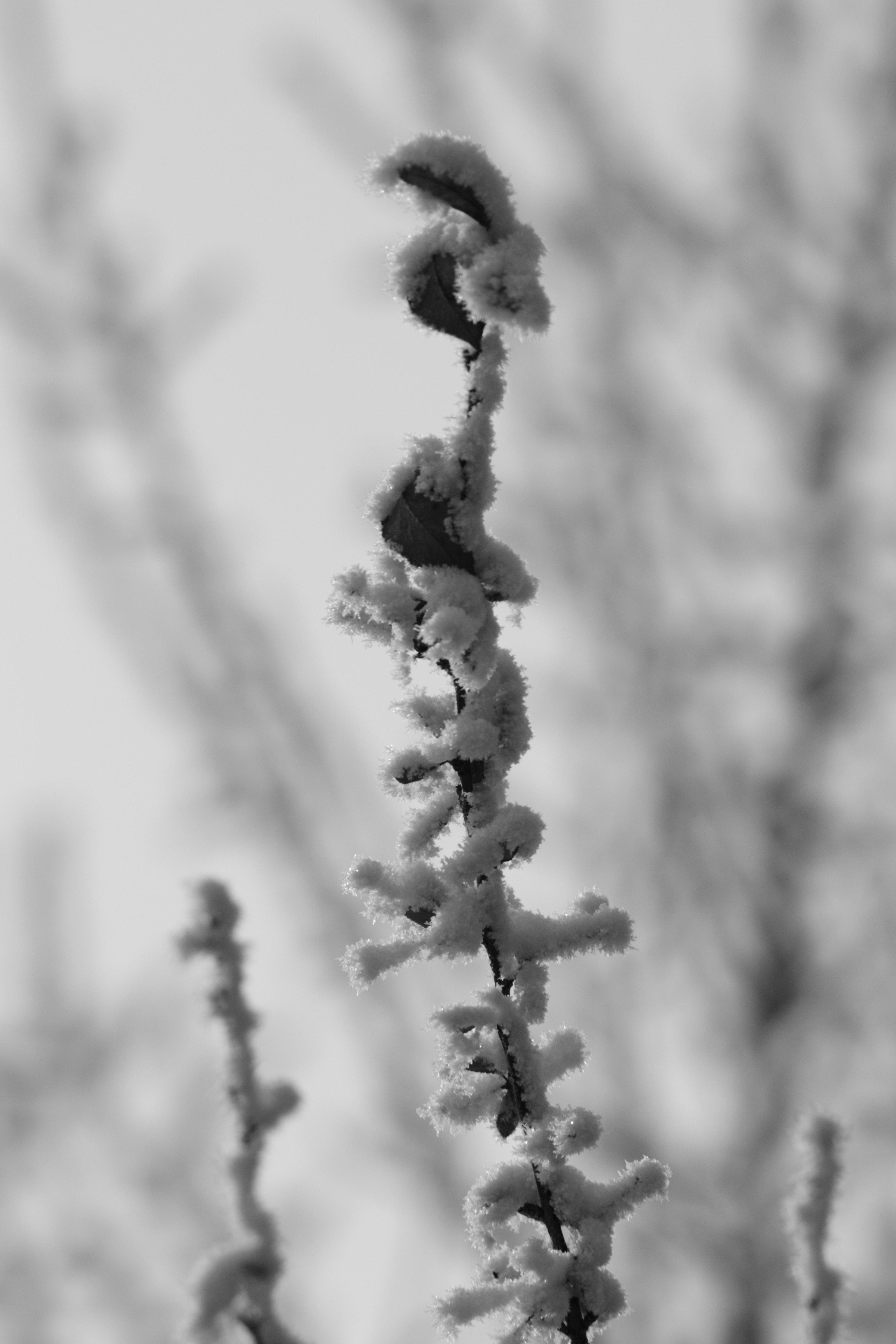 DSC_3242.JPG