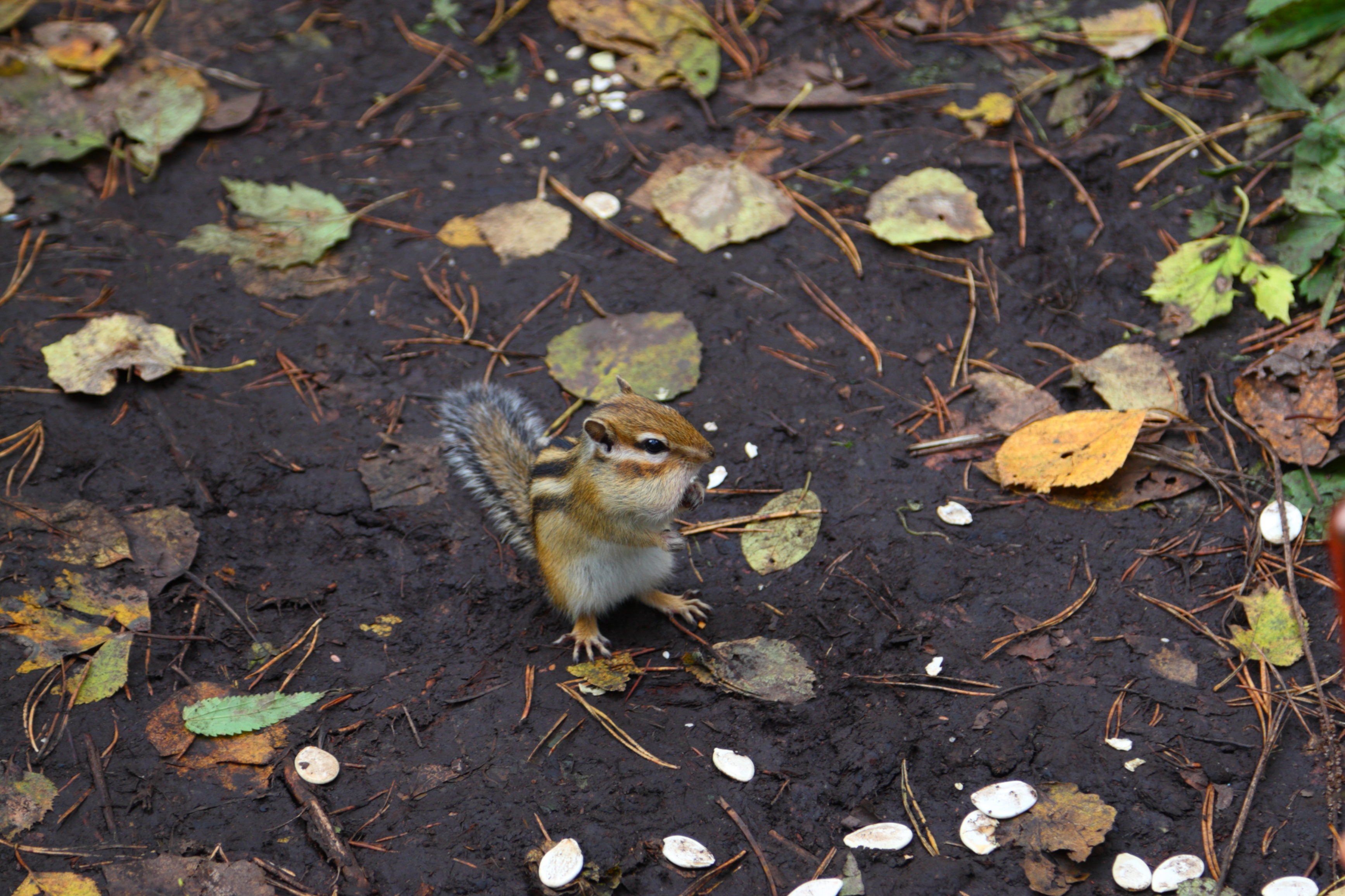 IMG_7577.JPG