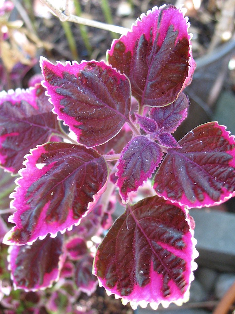83. Колеус Trailing Plum Brocade р7