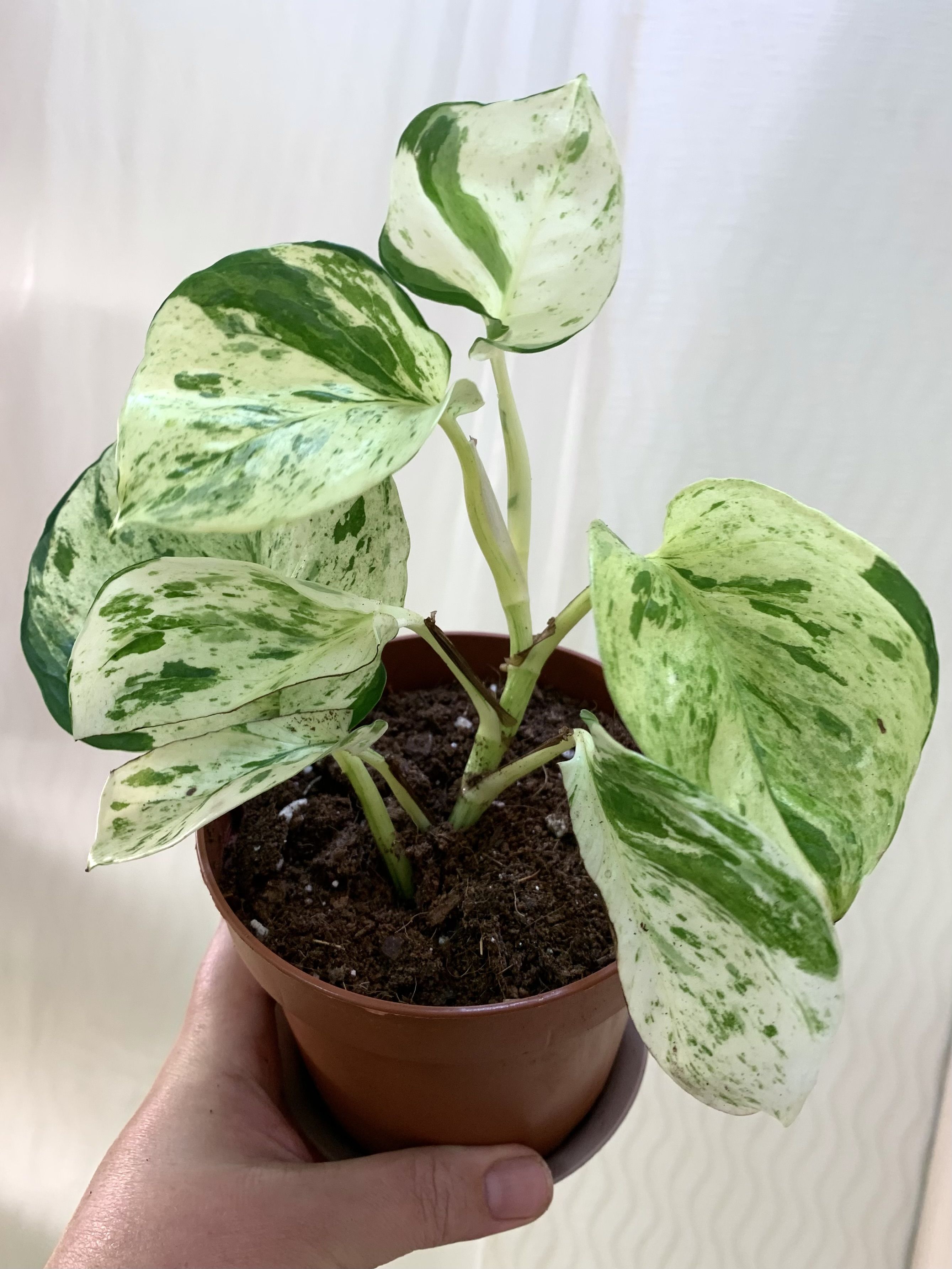 9. Эпипремнум Happy Leaf р7