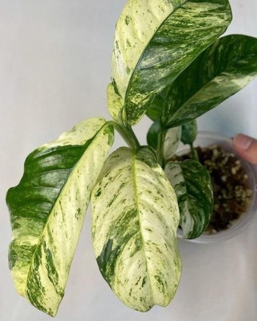 9. Монстера Puberula Variegata р9