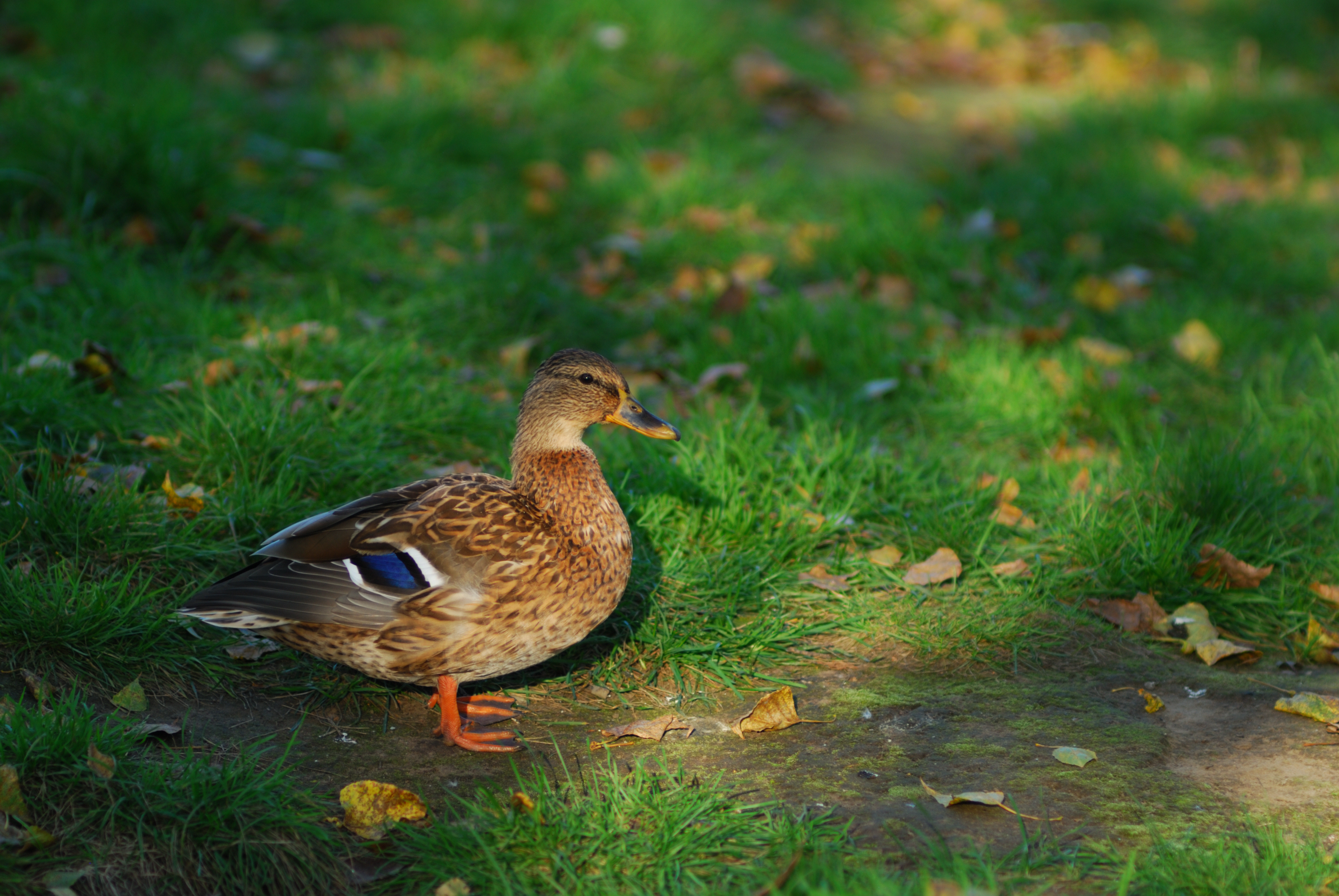 DSC_2933.JPG
