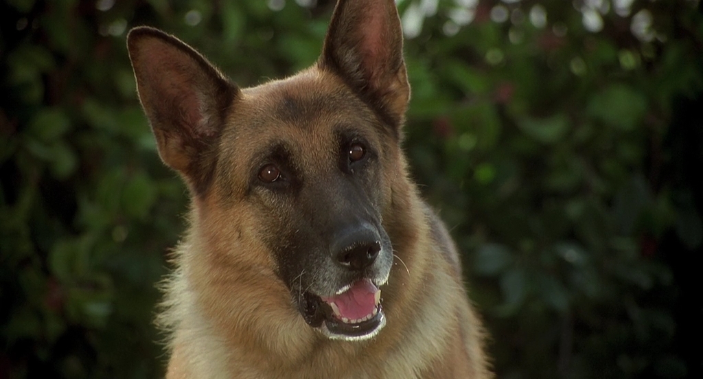К-911.1999.BDRip AVC msltel.mkv_snapshot_00.36.04.779.jpg