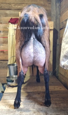 Ириска 3 global moderator.jpg