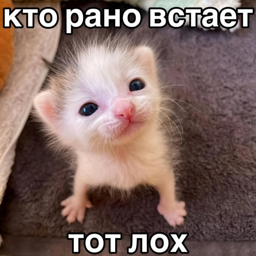 03e40522ba1ee71289df2388bf712829.jpg