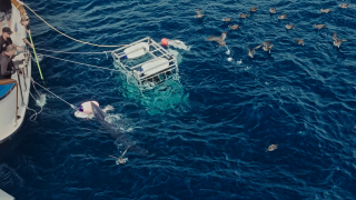 ����� ������� �����-���� / World's Biggest Mako (2026/WEB-DL 1080p)
